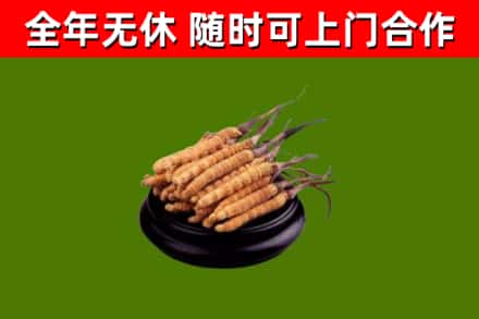 东宁回收冬虫夏草