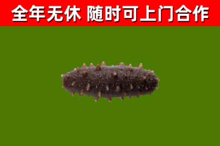 东宁回收海参干